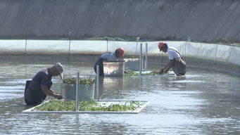 武進(jìn)打造漁業(yè)轉(zhuǎn)型升級(jí)模范區(qū)，以綠色飼料驅(qū)動(dòng)水產(chǎn)養(yǎng)殖高質(zhì)量前行