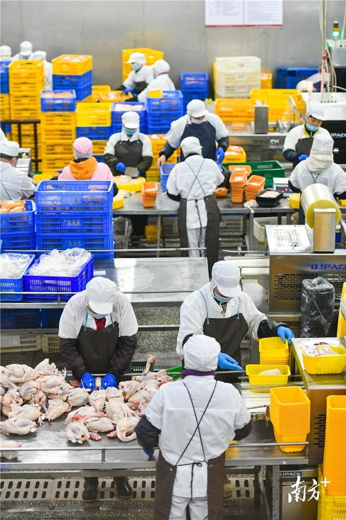 預(yù)制菜風(fēng)口下的清遠(yuǎn)機(jī)遇 發(fā)揮畜牧漁業(yè)飼料優(yōu)勢(shì)，打造粵北預(yù)制菜供應(yīng)鏈高地