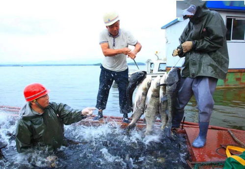 水產(chǎn)養(yǎng)殖助力鄉(xiāng)村振興 長(zhǎng)壽之鄉(xiāng)貴州印江、湖北鐘祥、貴州赤水的實(shí)踐探索與飼料銷售新機(jī)遇