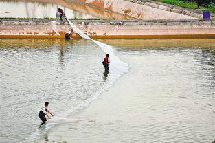 南岸區(qū)大力發(fā)展生態(tài)漁業(yè)，助推畜牧漁業(yè)飼料銷售新增長(zhǎng)